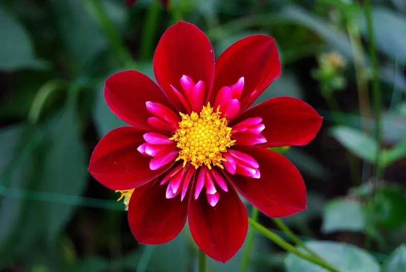 Gran foto de una Dalia, la flor nacional de México Gran foto de una Dalia, la flor nacional de México