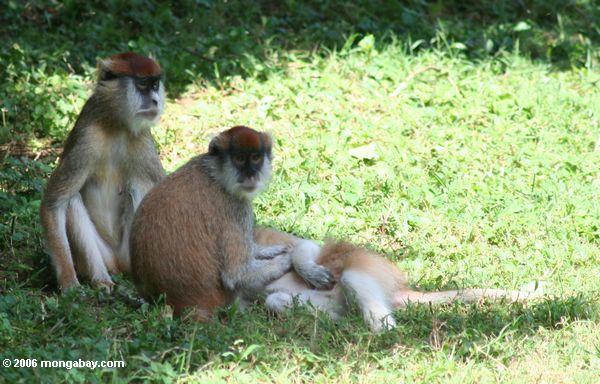 Foto: Familia de los monos de Patas (patas de Erythrocebus) en ... Foto: Familia de los monos de Patas (patas de Erythrocebus) en ...