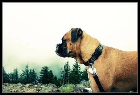 foto de un muy lindo perris mirando el paisaje