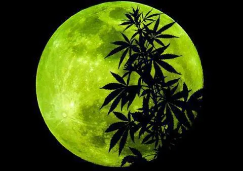 Foto marihuana a la luz de la luna | Muchas Fotos