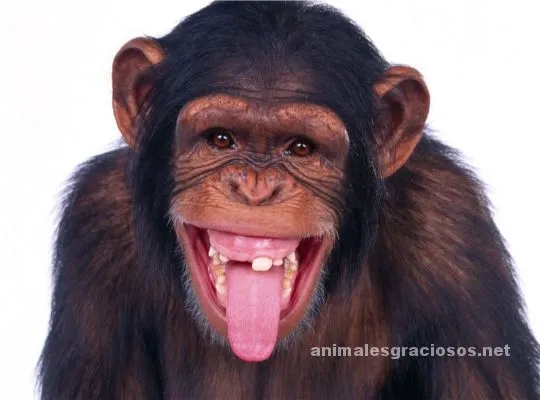 Fotos monos graciosos - Imagui