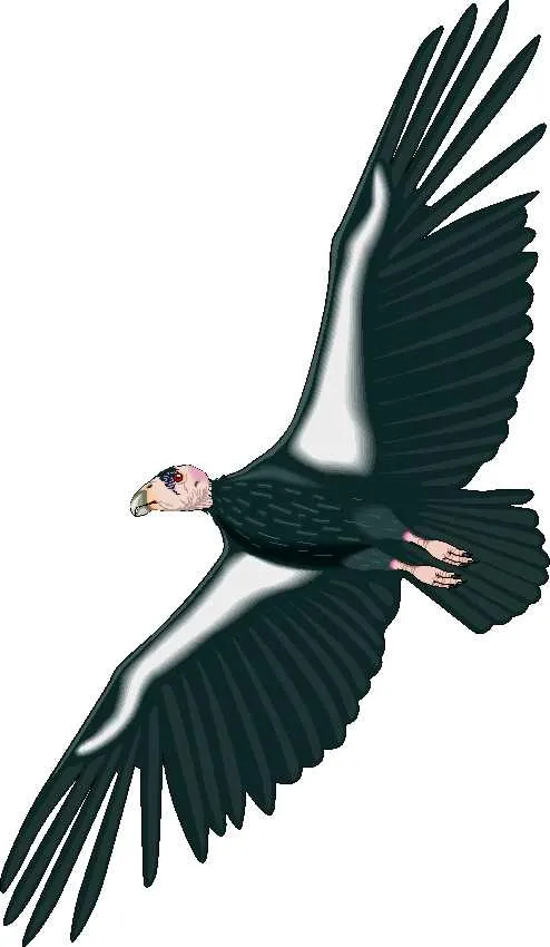 Condor para colorear - Imagui