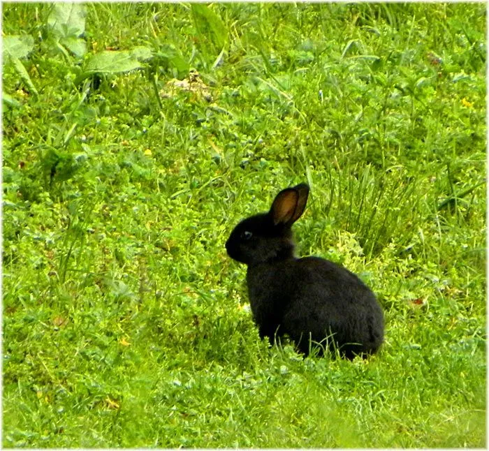 FOTO NATURA HUESCA 2: CONEJO SILVESTRE oryctolagus cuniculus ... FOTO NATURA HUESCA 2: CONEJO SILVESTRE oryctolagus cuniculus ...