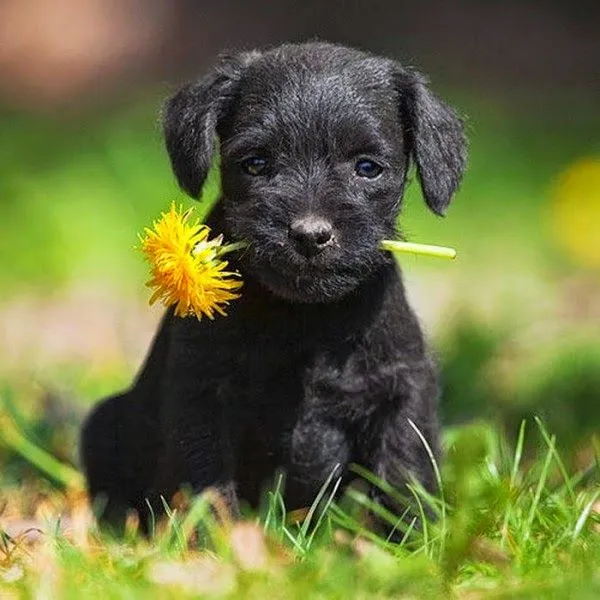 foto de un perro con una flor en la boca | Para San Valentín