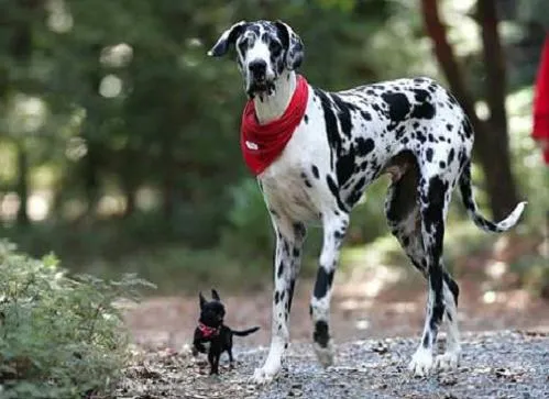 Foto del perro más grande del mundo | Sobre Curiosidades Foto del perro más grande del mundo | Sobre Curiosidades