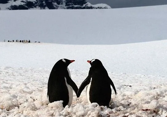 Foto pinguinos enamorados - Imagui