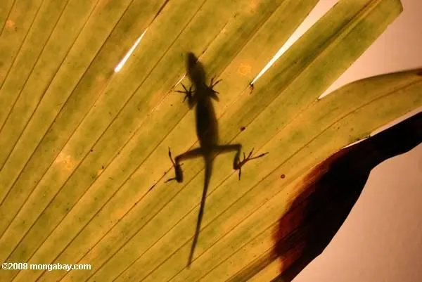 Foto: silueta de una lagartija anole a través de una hoja