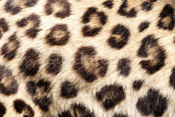 Foto stock - vivir · leopardo · piel · textura · fondo ... Foto stock - vivir · leopardo · piel · textura · fondo ...