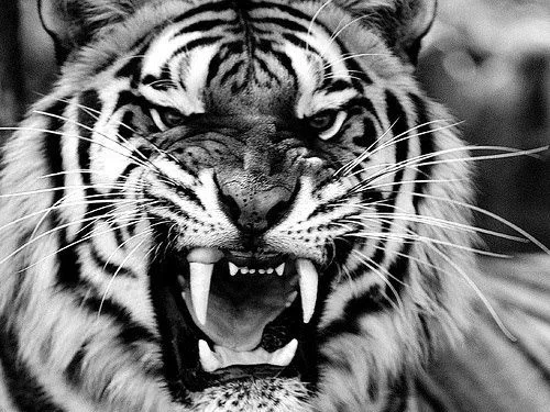 Foto de Un tigre enojado | Muchas Fotos