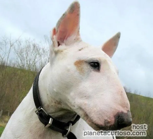 Foto - Top 10 perros mas peligrosos del mundo: 8. Bull Terrier
