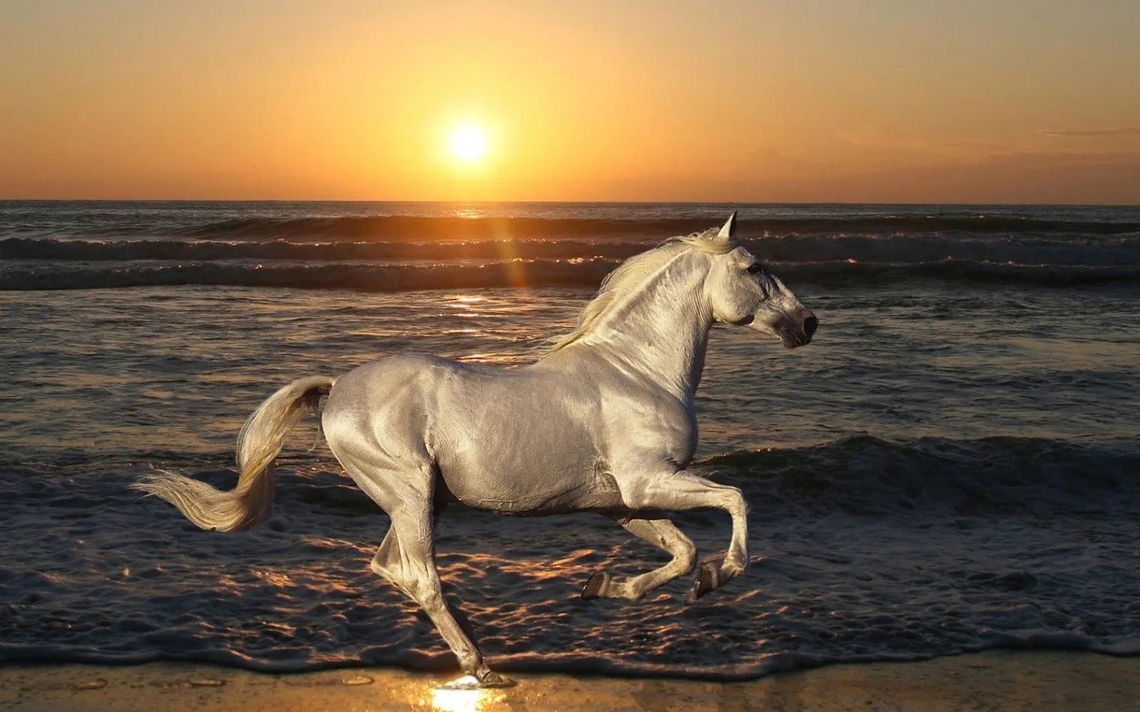 FOTOFRONTERA: 27 Imágenes de caballos en bellos paisajes