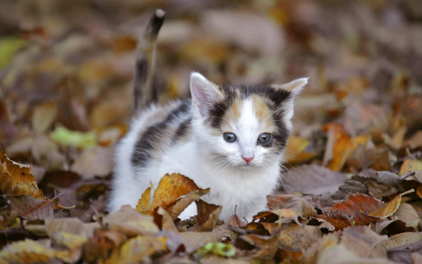 FOTOFRONTERA: Para quienes adoran los gatitos. (15 wallpapers de ... FOTOFRONTERA: Para quienes adoran los gatitos. (15 wallpapers de ...