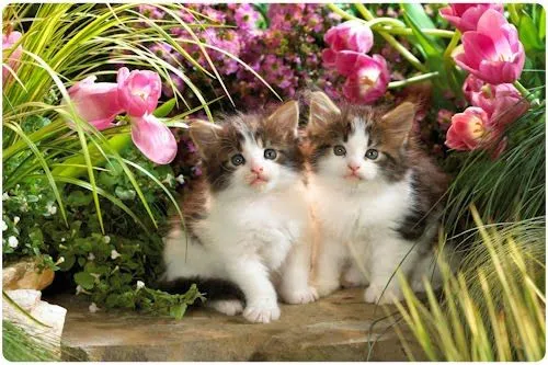  ... : Para quienes adoran los gatitos. (15 wallpapers de mininos