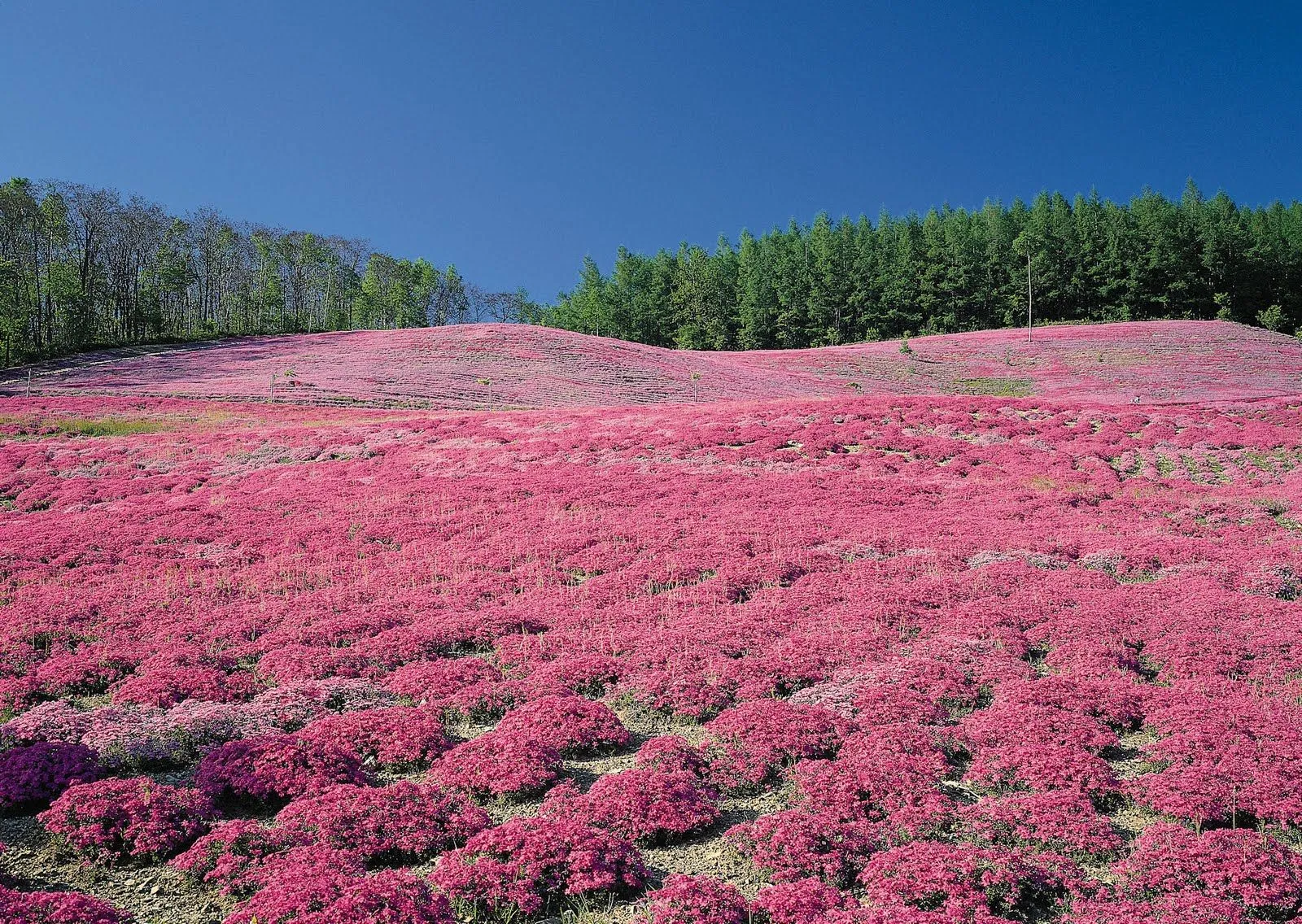 FotoFrontera: Campo de flores púrpuras - Purple flowers field FotoFrontera: Campo de flores púrpuras - Purple flowers field