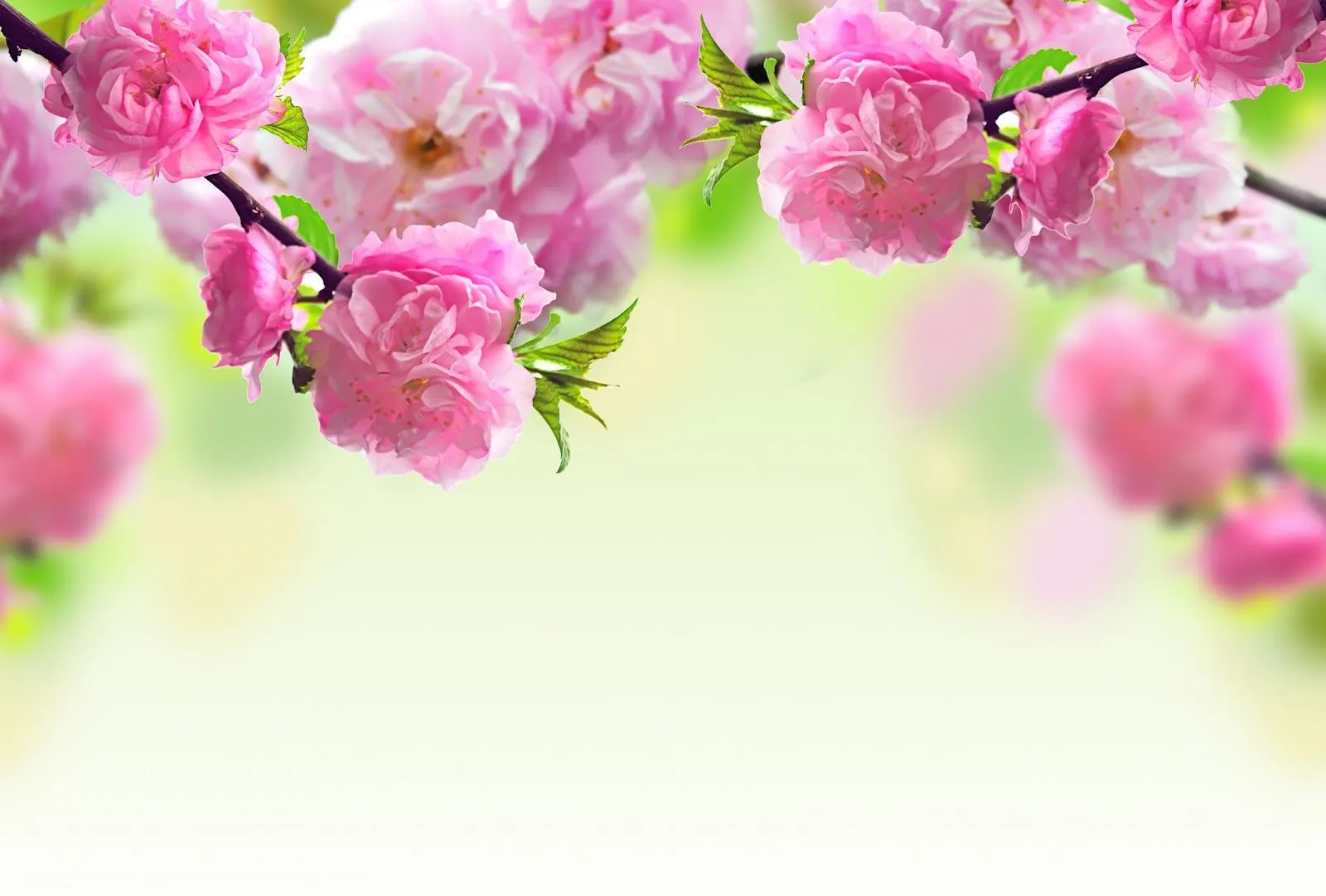 FOTOFRONTERA: Flores color rosa de árboles frutales