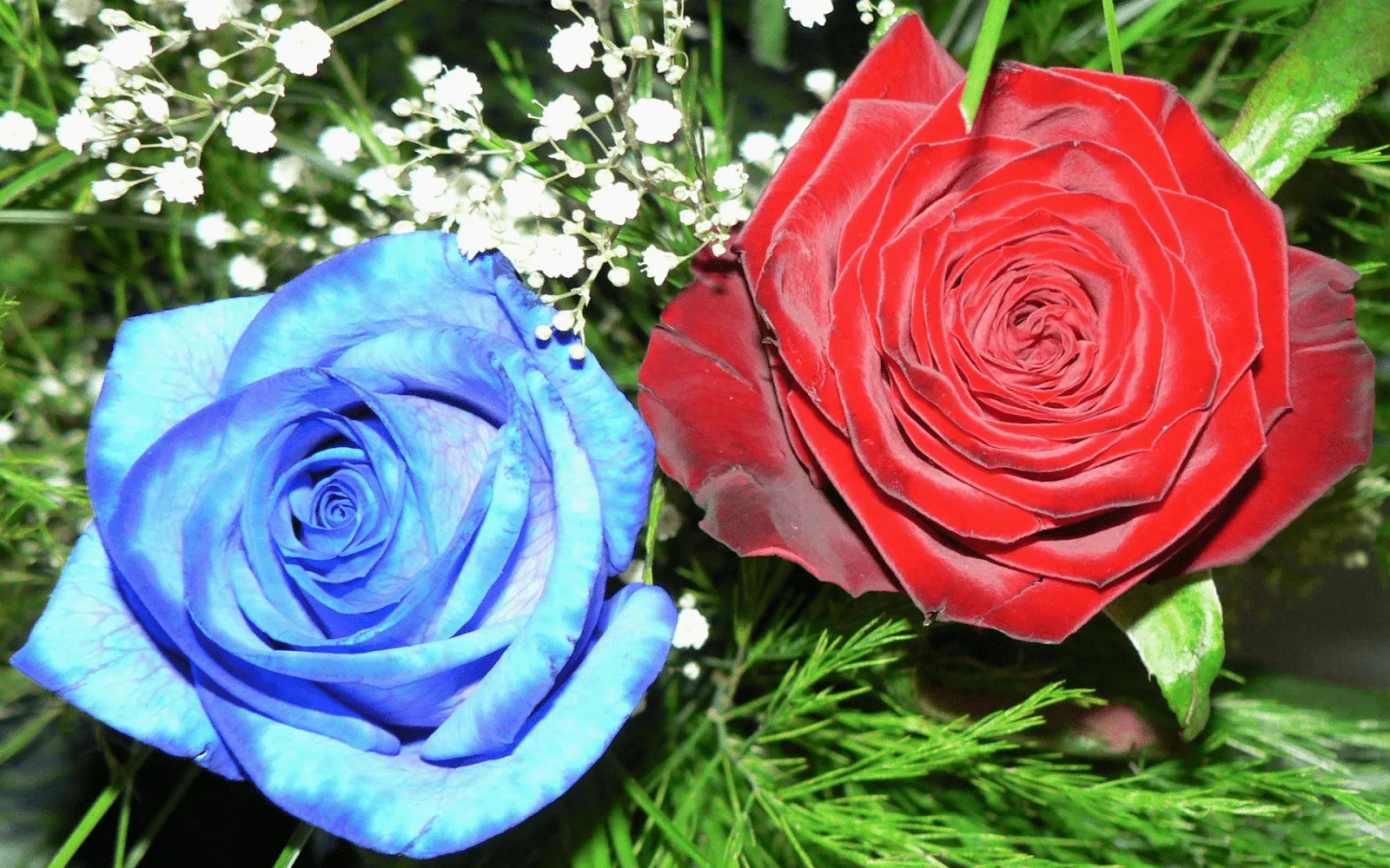 FOTOFRONTERA: Hermoso par de rosas con colores espectaculares FOTOFRONTERA: Hermoso par de rosas con colores espectaculares