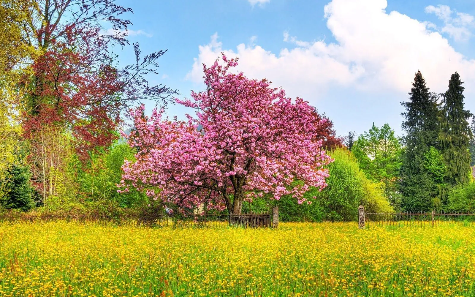 FotoFrontera: Jardín y árbol con flores de colores - Garden and Tree FotoFrontera: Jardín y árbol con flores de colores - Garden and Tree
