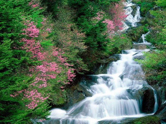 FOTOFRONTERA: Linda cascada adornada de flores y árboles frondosos
