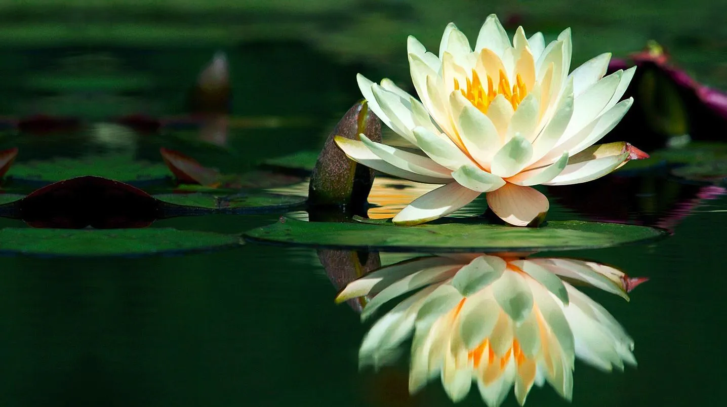 FOTOFRONTERA: Linda flor de loto sobre el agua verde y fresca FOTOFRONTERA: Linda flor de loto sobre el agua verde y fresca