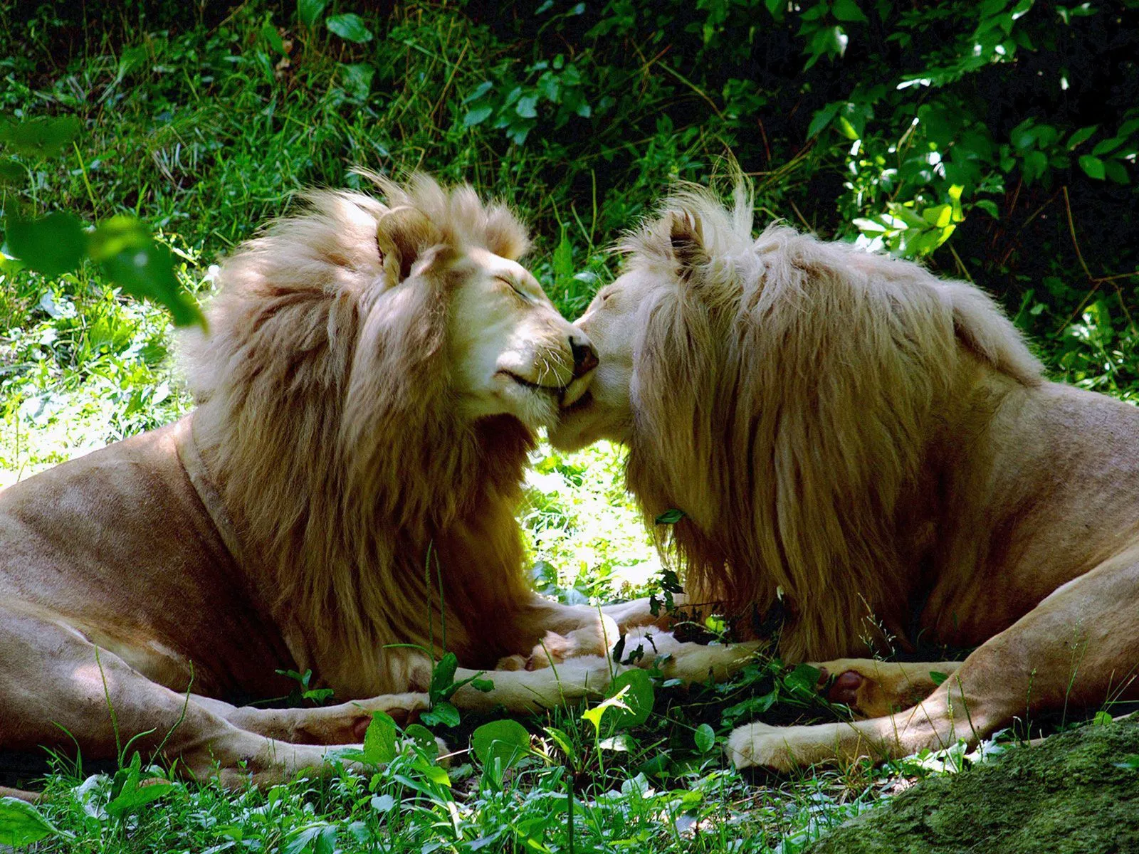 de leones enamorados