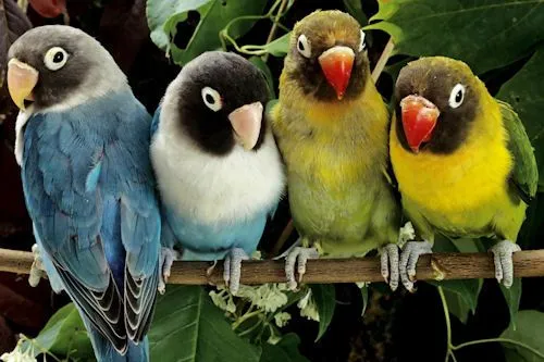 FOTOFRONTERA: Pericos de colores - Color Little Parrots ( FOTOFRONTERA: Pericos de colores - Color Little Parrots (
