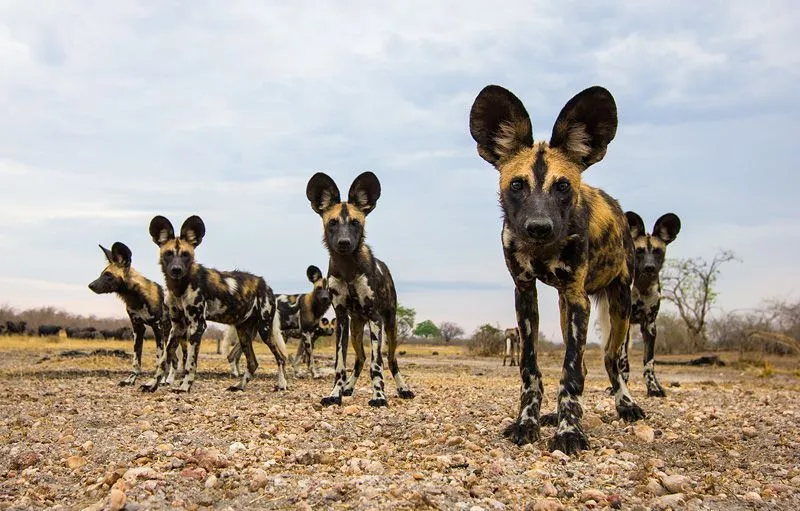FOTOFRONTERA: Perros salvajes de Africa - Animales un poco extraños