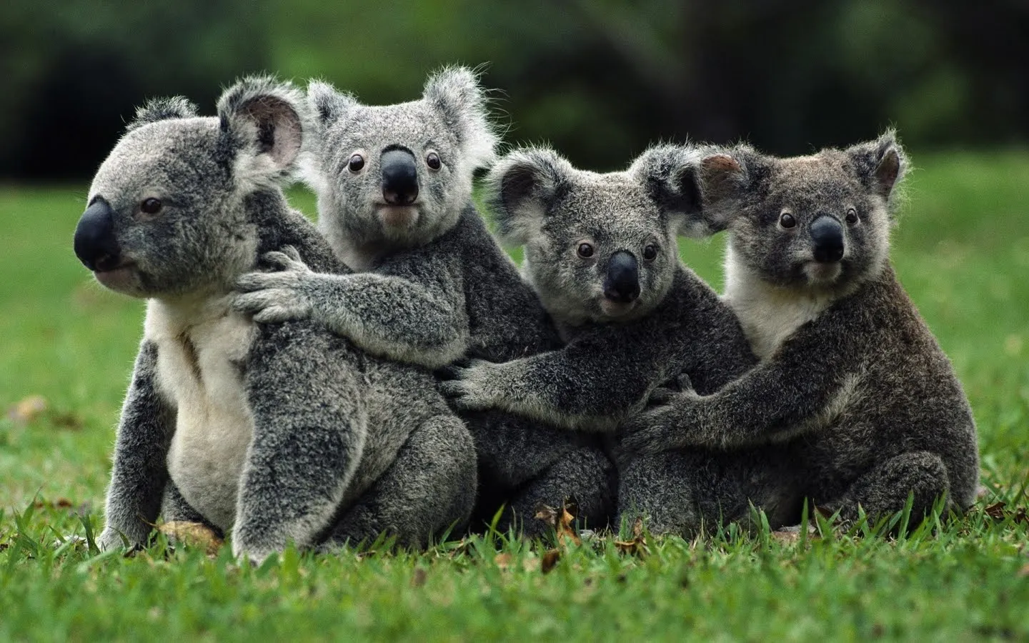 FOTOFRONTERA: Rico abrazo de koalas cariñosos FOTOFRONTERA: Rico abrazo de koalas cariñosos