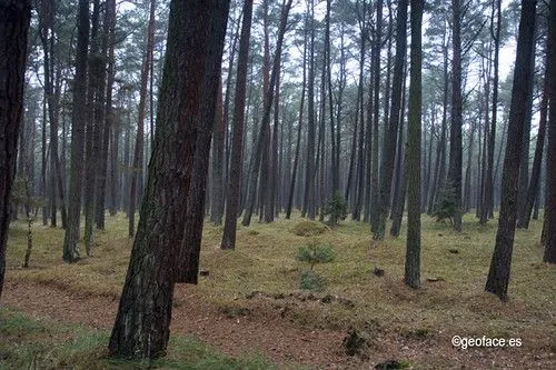 Fotografía 16 El bosque de coníferas (Pinus nigra principalmente ...