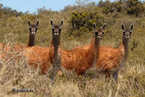 Fotografía 22 Los guanacos (Lama guanicoe) son tan abundantes en ... Fotografía 22 Los guanacos (Lama guanicoe) son tan abundantes en ...