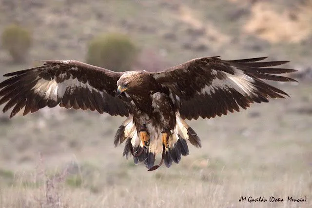 Fotografía de Naturaleza - JM Gavilán: Águila real (Aquila chrysaetos)