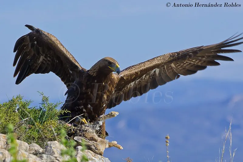 Fotografia de Vida Salvaje - Wildlife Photography: AGUILA REAL ... Fotografia de Vida Salvaje - Wildlife Photography: AGUILA REAL ...