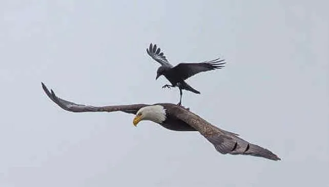 Fotografían a un cuervo "volando" sobre la espalda de un águila ...