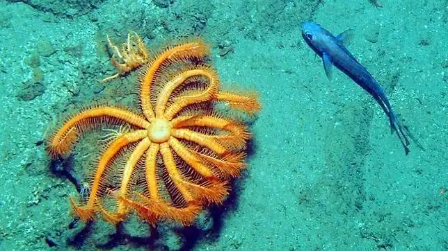 Fotografían las especies más raras del fondo marino en España - ABC.es