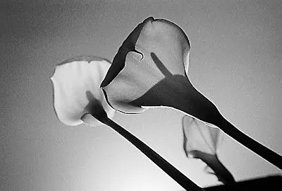 Fotografía/photography: Flowers Inspired by Robert Mapplethorpe