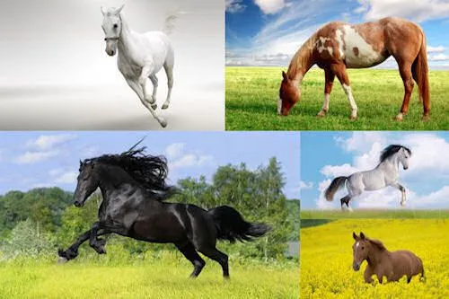 Fotografías de caballos VI (Equinos de Pura Sangre) | Banco de ...