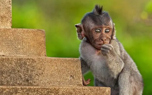 Fotografías de changos, monos, simios y primates | Banco de Imagenes
