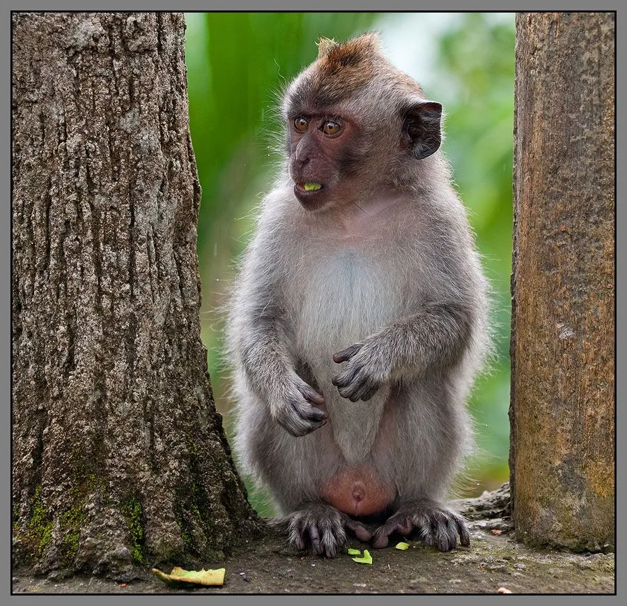 Fotografías de changos, monos, simios y primates | Banco de Imagenes