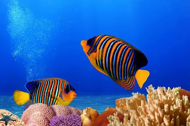 fotografías-del-fondo-marino-peces-de-colores-arrecifes-y-corales ...