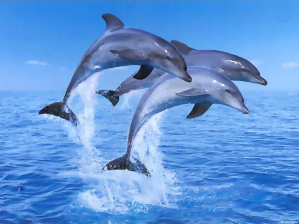Fotografias de delfines - Fotografias y fotos para imprimir