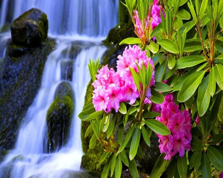 Fotografias de flores y cascadas - Fotografias y fotos para imprimir
