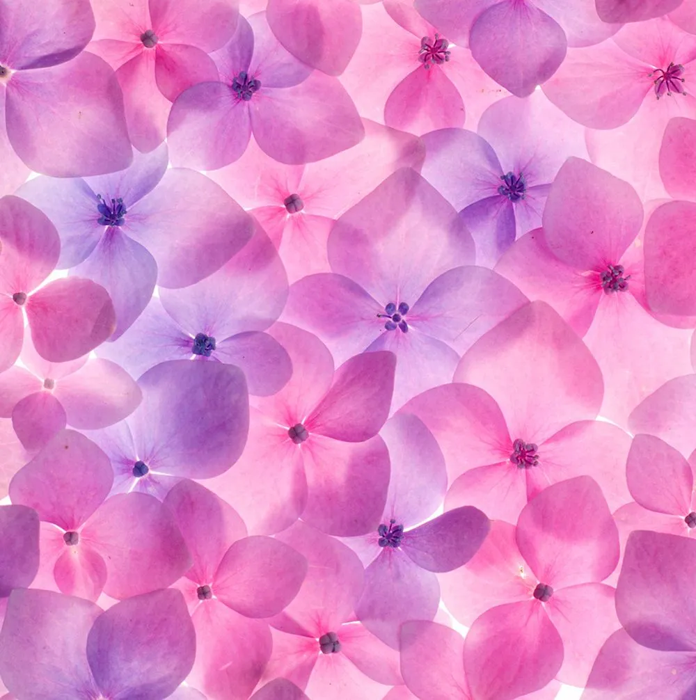 9 fotografías gratis de flores color rosa, fucsia y lila. | Banco ...
