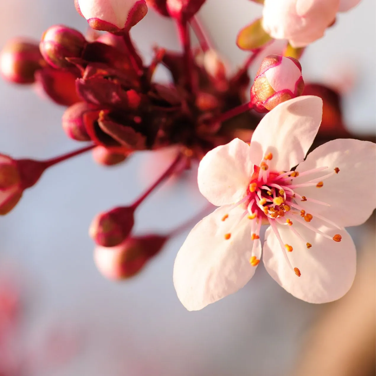 9 fotografías gratis de flores color rosa, fucsia y lila. | Banco ...