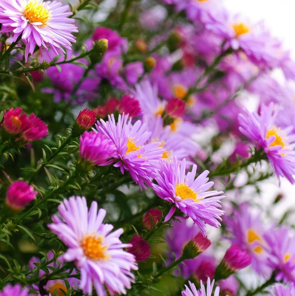 9 fotografías gratis de flores color rosa, fucsia y lila. | Banco ... 9 fotografías gratis de flores color rosa, fucsia y lila. | Banco ...