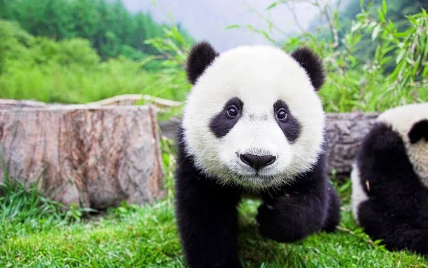 Imagenes bonitas de osos pandas - Imagui