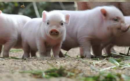 Fotografías e Imágenes de Mini Cerdos-Minipigs. Fotos de Mascotas