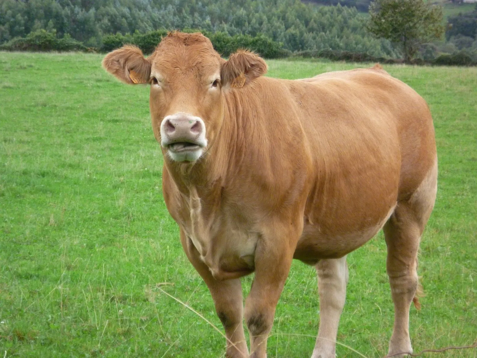 Fotografías sobre un marco viejo: Animales sagrados Fotografías sobre un marco viejo: Animales sagrados