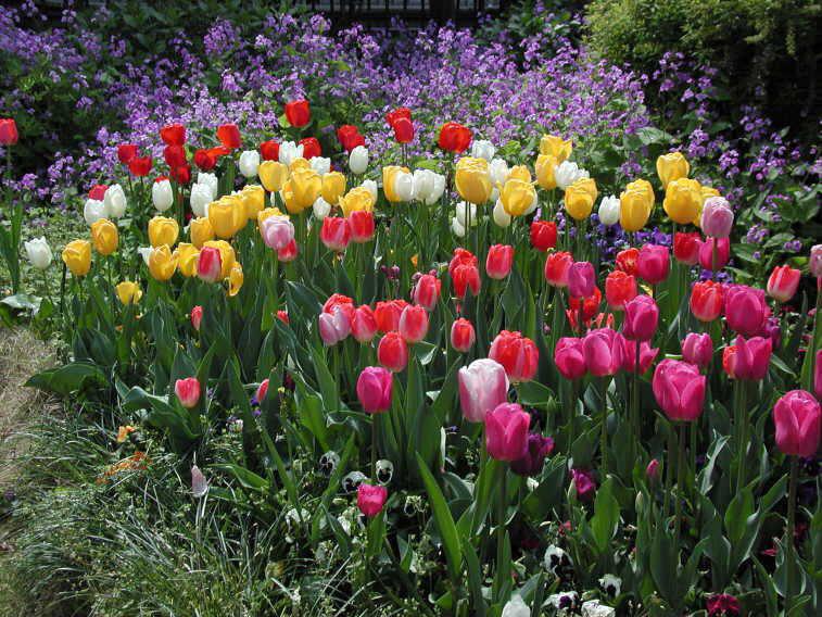 fotografias de paisajes de flores - Fotografias y fotos para imprimir fotografias de paisajes de flores - Fotografias y fotos para imprimir