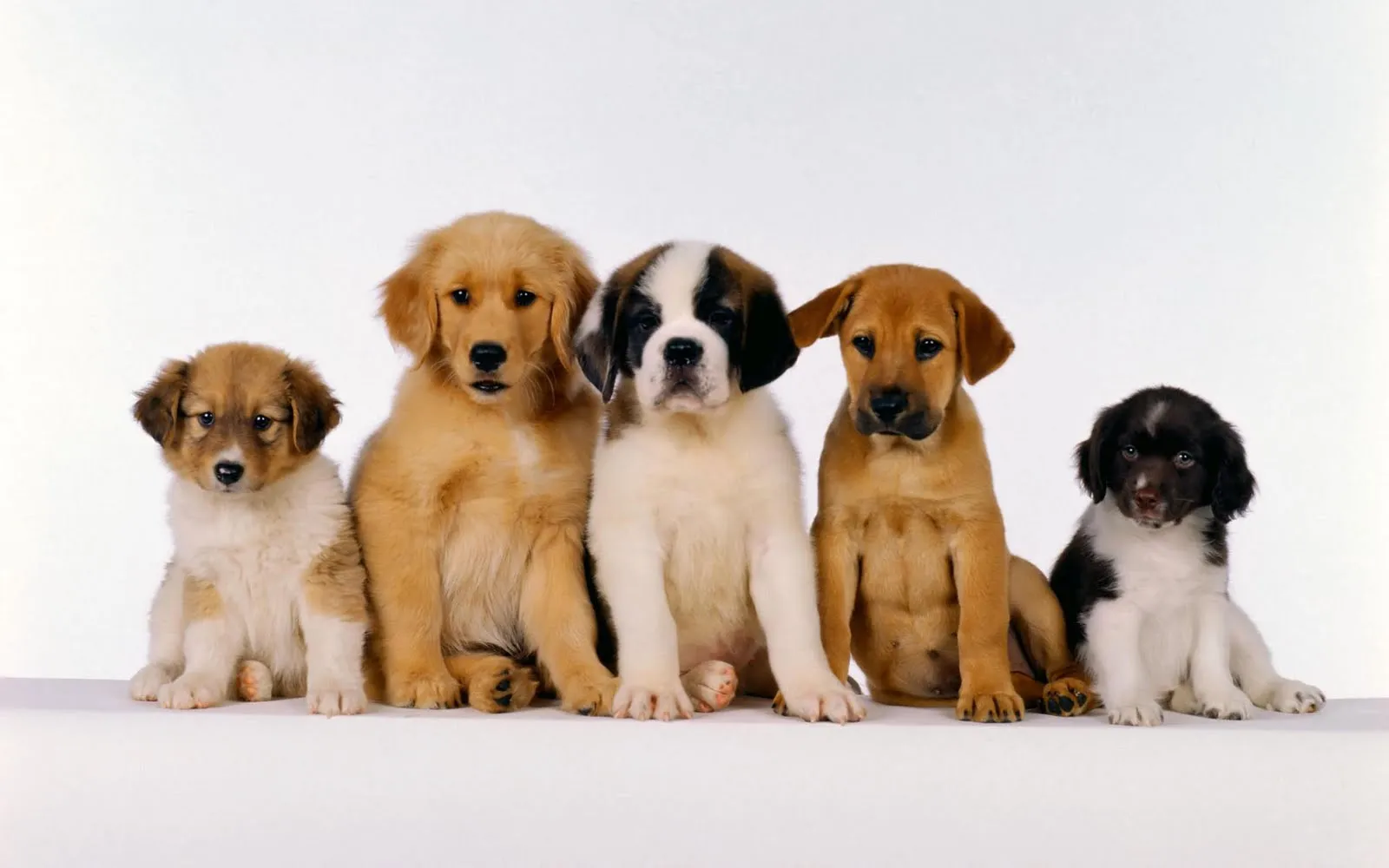 Fotografías de perros I (10 caninos muy tiernos en HR) Fotografías de perros I (10 caninos muy tiernos en HR)