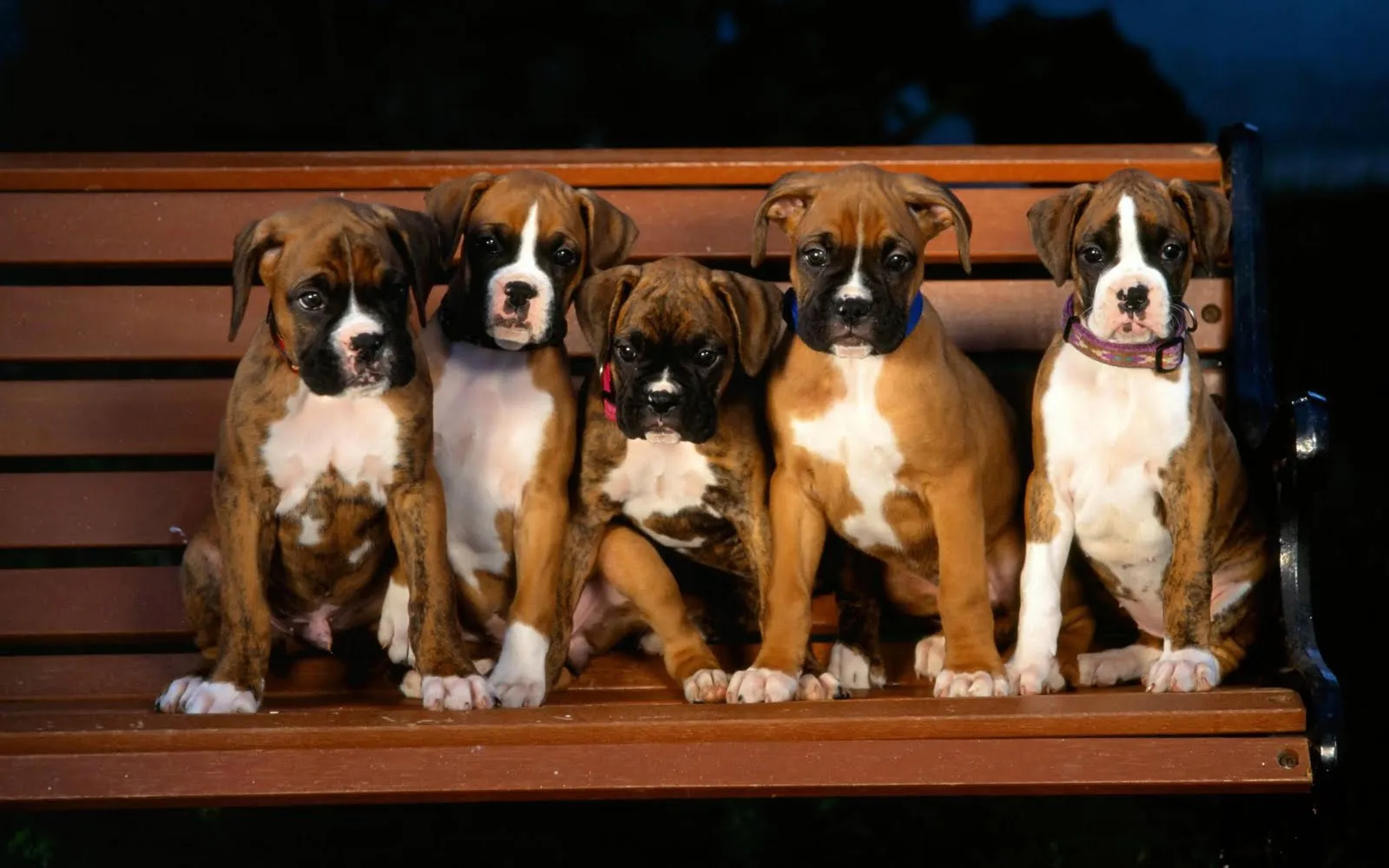 Fotografías de perros I (10 caninos muy tiernos en HR) 