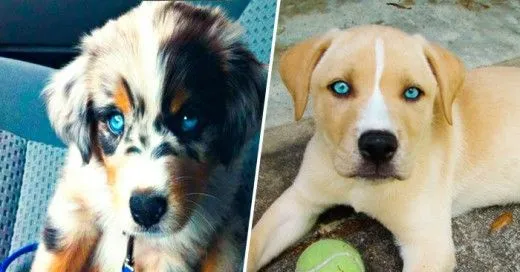 Fotografías de perros desde que son cachorros hasta viejos